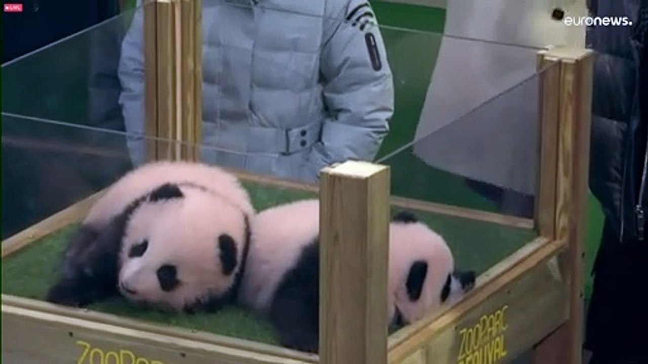 Neugeborene Pandas: Kylian Mbappé steht als Taufpate Spalier