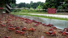 Paarungszeit: Millionen Krabben wandern auf Weihnachtsinsel