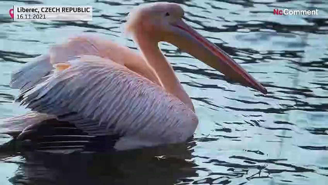 Zoo pelicans moved to heated enclosure ahead of winter