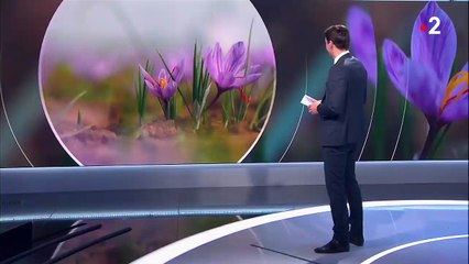 Inde : à la découverte de l’épice la plus chère du monde, le safran