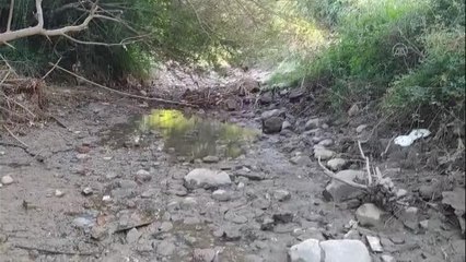 Çayda balık ölümleri görülmesi üzerine inceleme başlatıldı