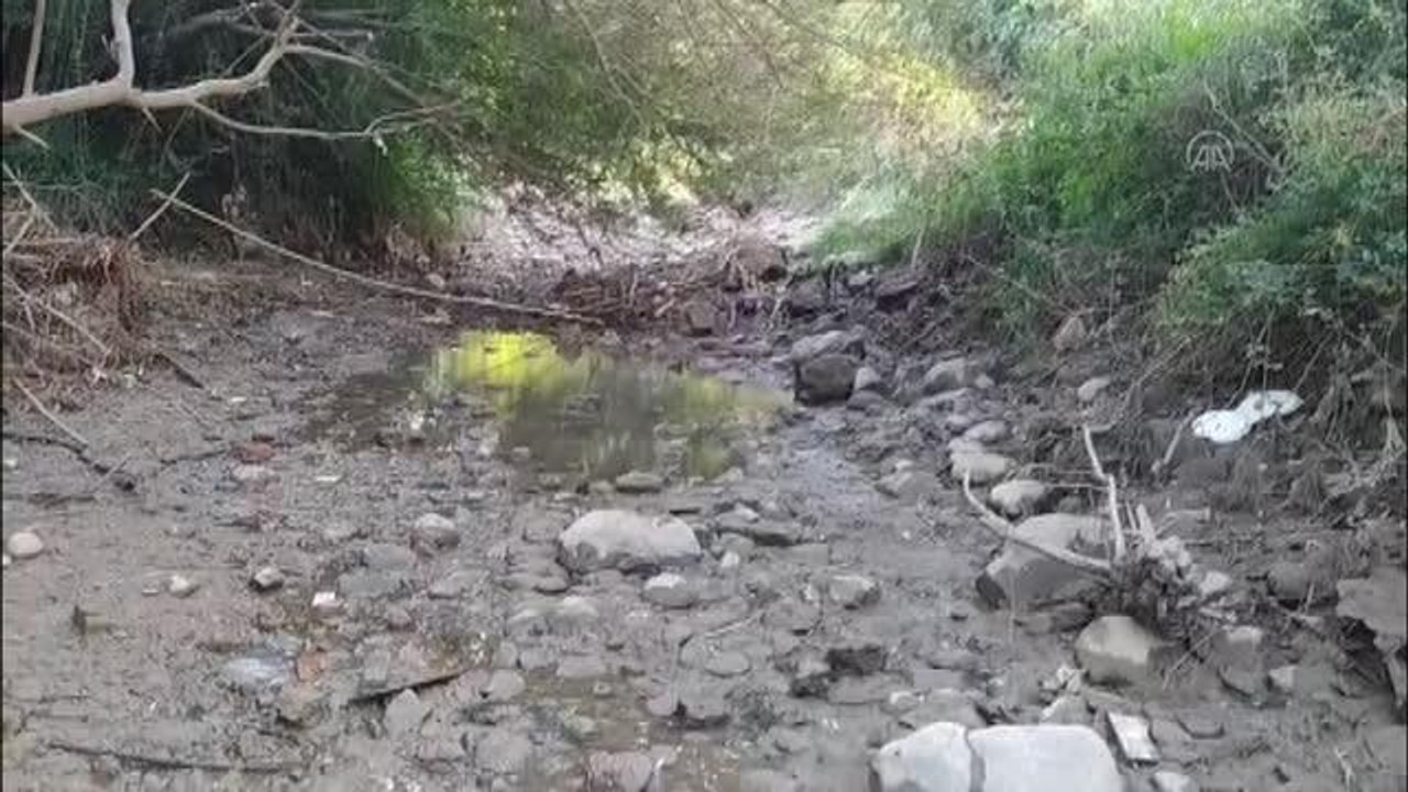 Çayda balık ölümleri görülmesi üzerine inceleme başlatıldı
