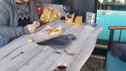 Kafeye dadanan karga masa masa geziyor, müşterilerin yemeğine ortak oluyor