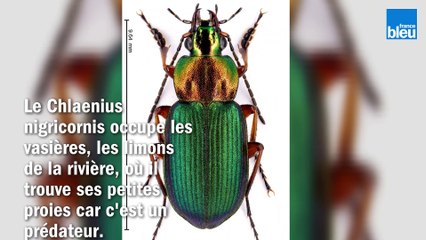 Inventaire à la Prévert dans la réserve des Ramières