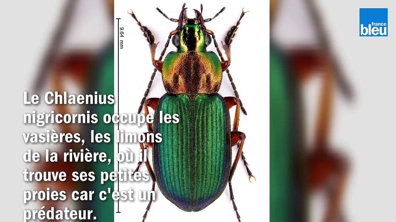 Inventaire à la Prévert dans la réserve des Ramières