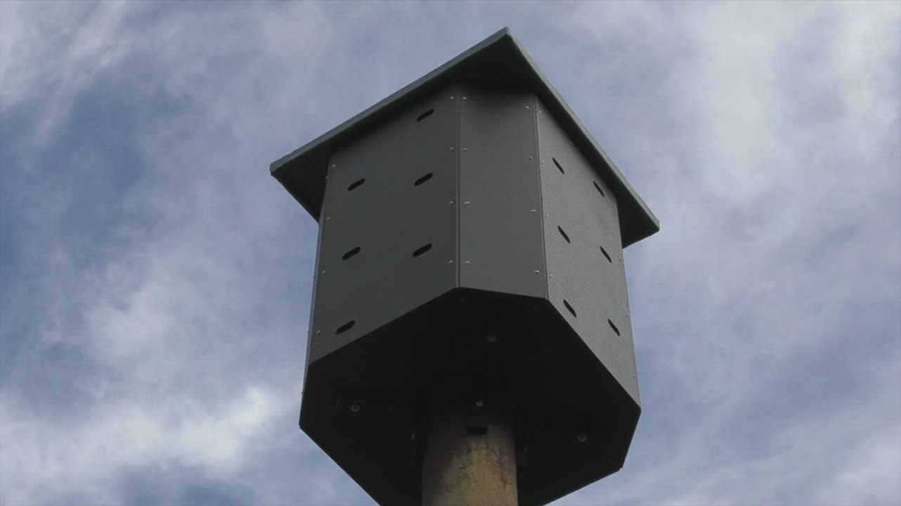 Strood school bird conservation project