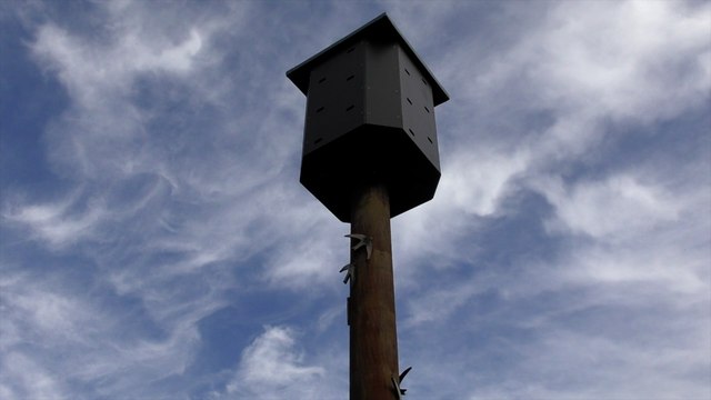 Medway school receives thousand pound grant for swift conservation project