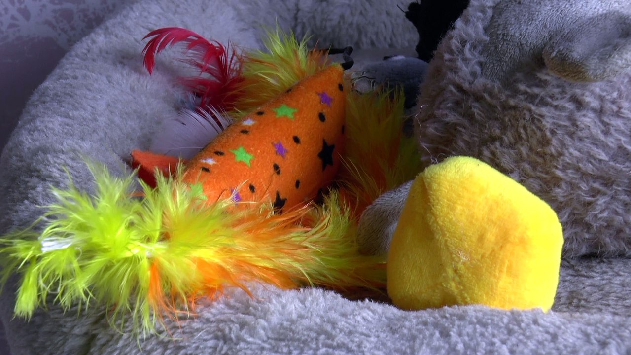 Margate mum's call to get tough on owners whose dogs attack pets, after her cat was killed by huskies