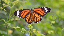 Cambio climático: enemigo mortal de las mariposas monarca