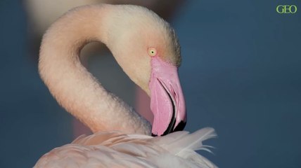 Comment les flamants roses font-ils pour protéger leurs plumes ?