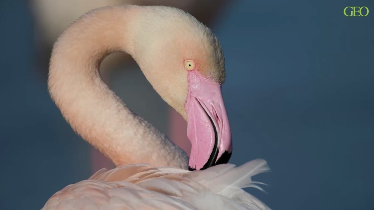 Comment les flamants roses font-ils pour protéger leurs plumes ?