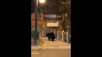 Big Black Bear Strolls Downtown Gatlinburg