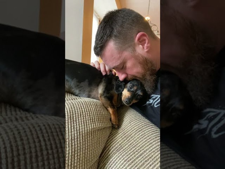 Cute Dachshund Cuddles Into Her Human