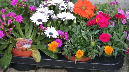 Gillingham Eco-Hub aims to improve the environment and look of the high street