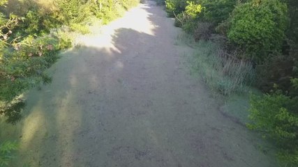 Folkestone council hope an army of weevils will save fish from overgrown weeds