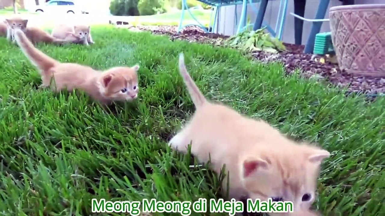 CAT  CUTE