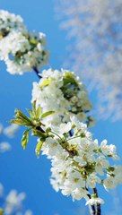 pexels-anna-nekrashevich-8055212