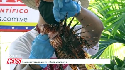 BUSCAN EXTINGUIR AL PEZ LEÓN EN VENEZUELA