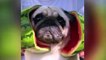 A pug from Cranbrook has taken the social media world by storm