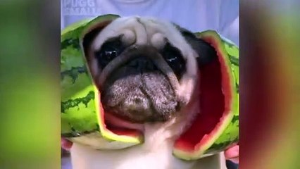 A pug from Cranbrook has taken the social media world by storm