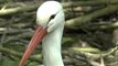 Three white stork chicks have hatched at the Wildwood Trust in Herne Bay