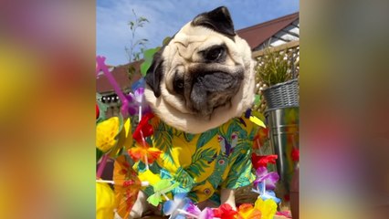 Famous dog from Cranbrook is recovering from emergency surgery