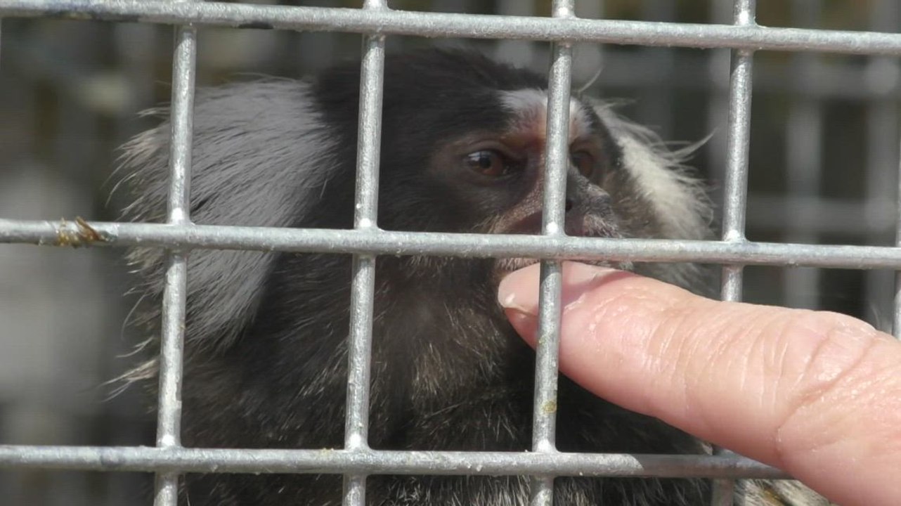 Rochester family hit out at using money embryos to grow human cells