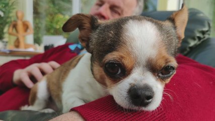 Is dog theft a growing problem in Kent?