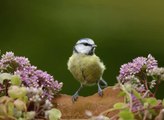 The RSPB are launching their annual Big Garden Birdwatch this weekend