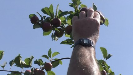 Kent farmers fear they could lose thousands in unpicked fruit
