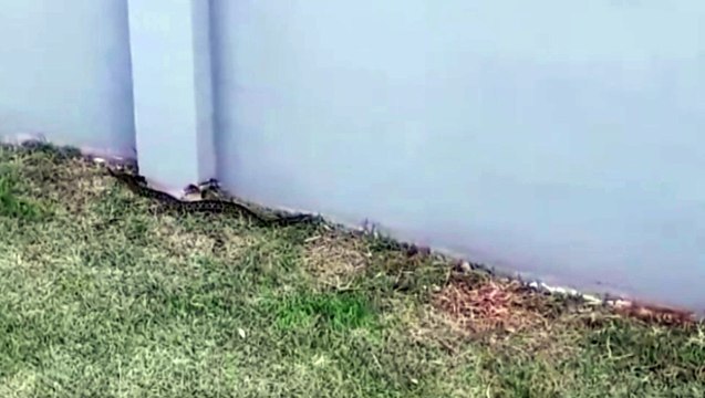 Terceira cobra é capturada no Cmei Sueli Maria Cozer Bloot; Desta vez uma jararaca, que é bastante peçonhenta