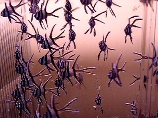 bébé pogons mangent des nauplies d'artémias