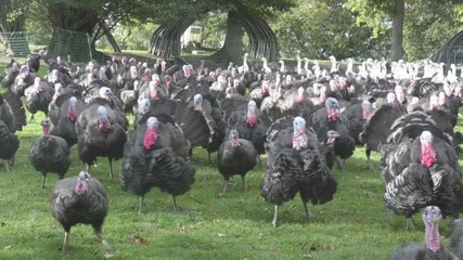 Made in Kent - Kent Turkeys LTD