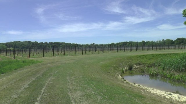 Maidstone vineyard set to open and hopefully lead the way for other wineries to follow