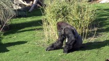 We've been to Port Lympne animal reserve for their grand reopening after lockdown