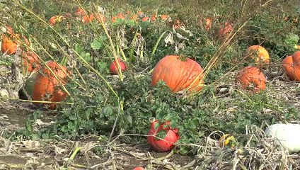 How you can enjoy pumpkin picking safely across Kent this Halloween