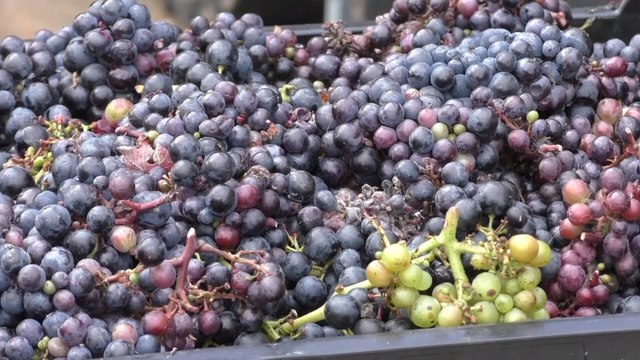 The impacts of Brexit on Kent's wine producers instils fears for their future