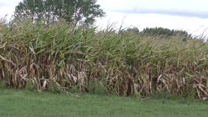 Farmers are facing their worst crop in 40 years after Kent's extreme weather