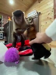 Monster And this monster was also in my package last night!!!