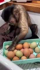 Wakey Wakey Wednesday! We have got eggs to wash!