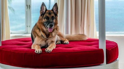 Millionaire Dog Selling Extravagant Miami Mansion Formerly Owned by Madonna