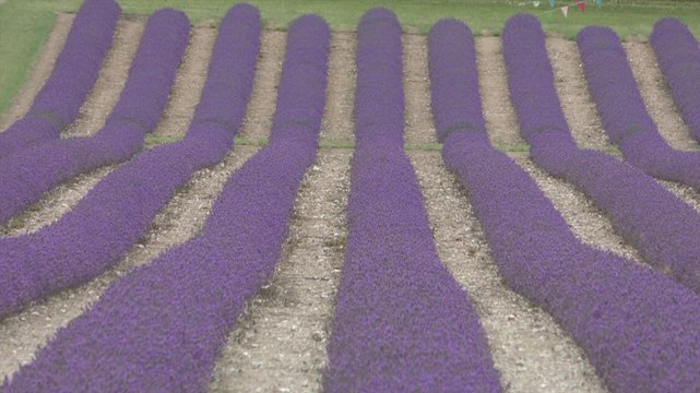 How the country's largest lavender farm are keeping visitors safe in Kent