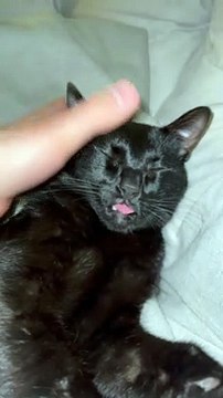 Cat Prefers a Team Effort While Grooming