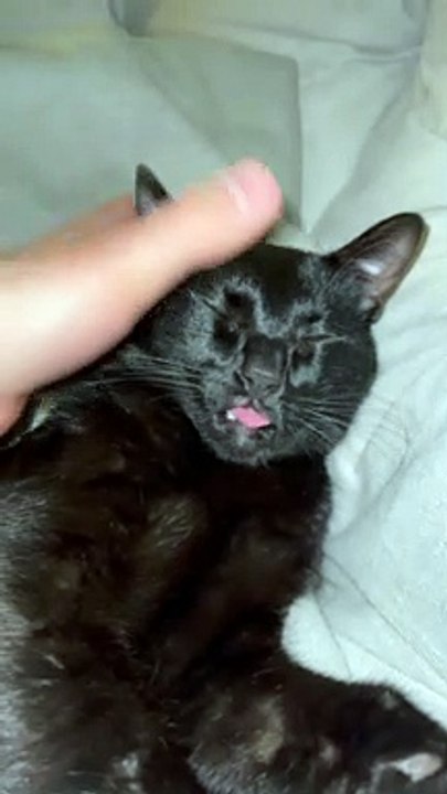 Cat Prefers a Team Effort While Grooming