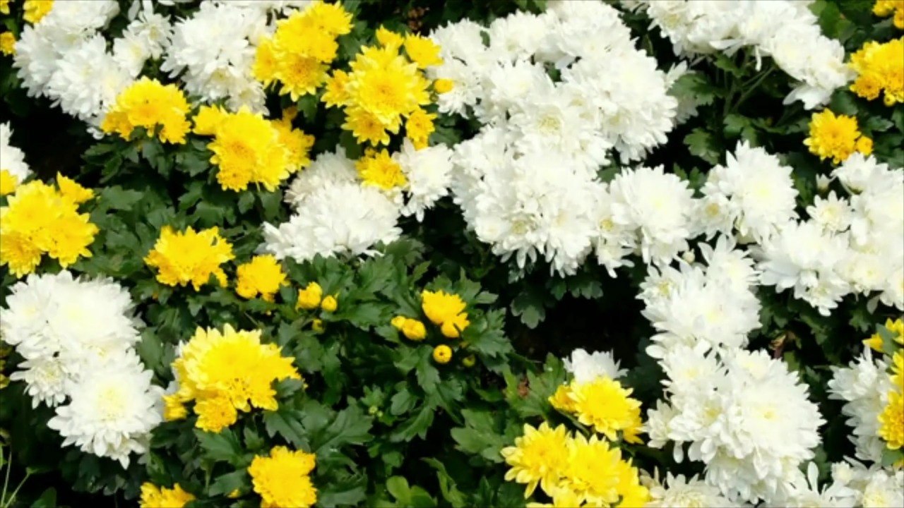 What Mum Growers Don't Want You to Know