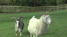 A popular goat sanctuary in Maidstone is hopeful it can stay open to visitors after fears it could be forced to close down