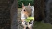 Wild Squirrel Loves Avocados