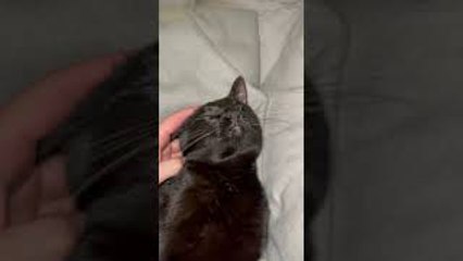 Cat Prefers a Team Effort While Grooming