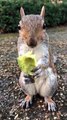 Wild Squirrel Loves Avocados