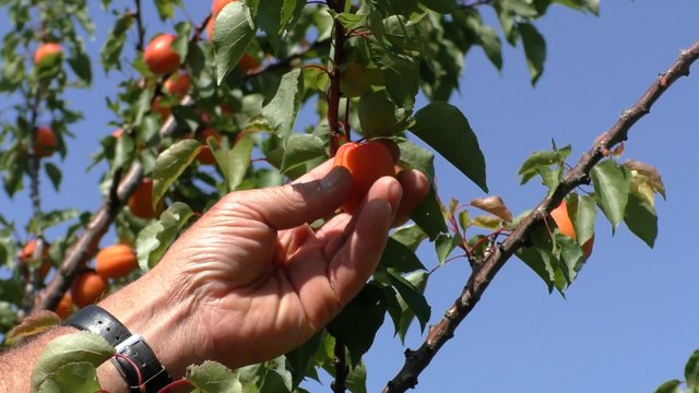 Kent farmers fear for their business after announcement of new immigration system